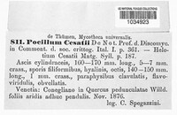 Vibrissea cesatii image